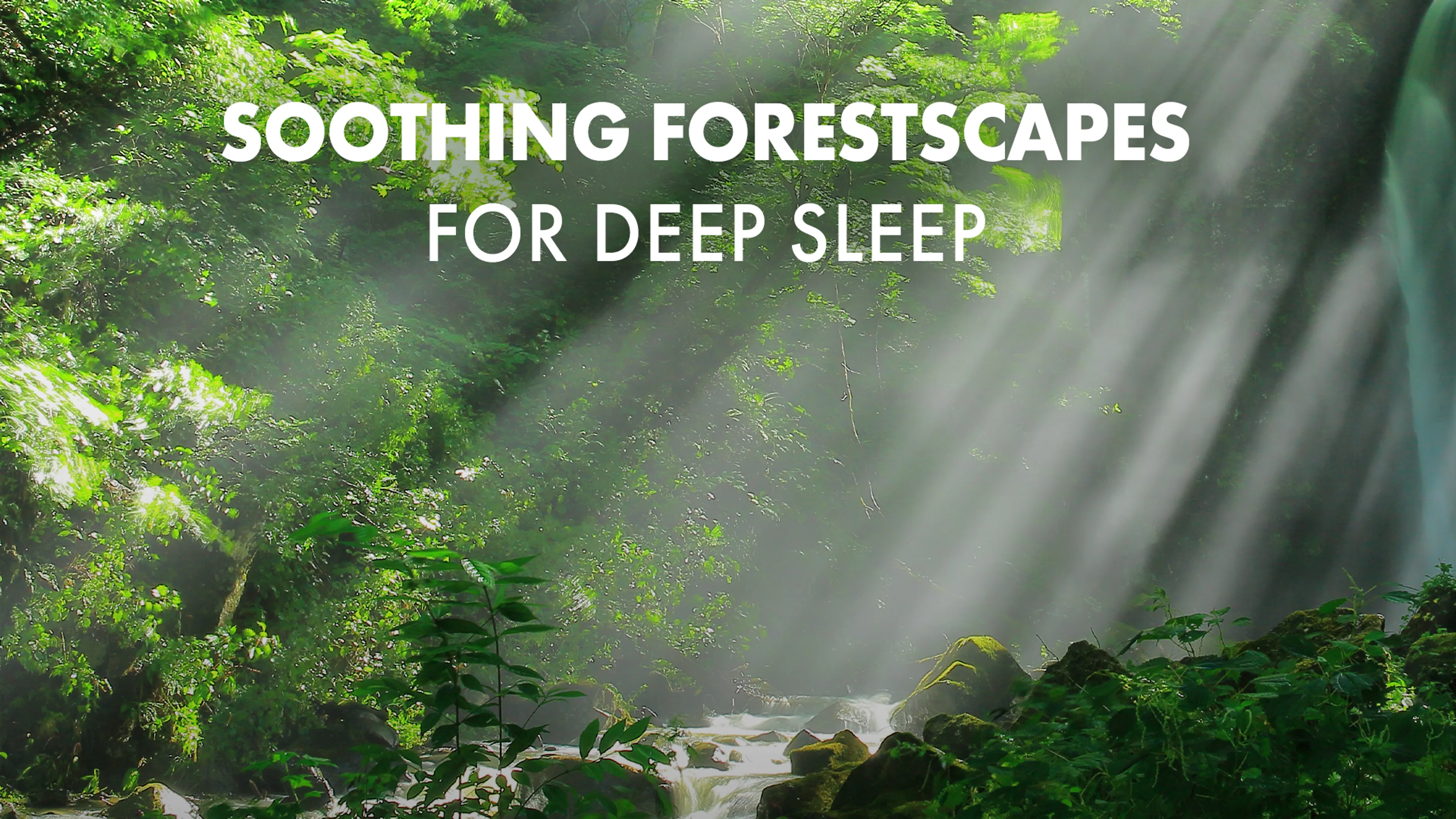 The Love Destination Courses: Soothing Forestscapes for Deep Sleep poster
